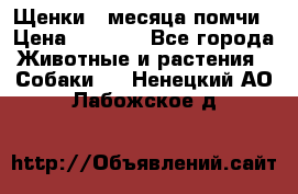 Щенки 4 месяца-помчи › Цена ­ 5 000 - Все города Животные и растения » Собаки   . Ненецкий АО,Лабожское д.